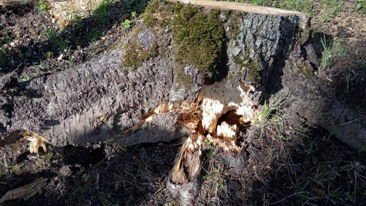 Семилетнюю девочку возле больницы в Тверской области травмировало упавшее дерево - новости ТИА