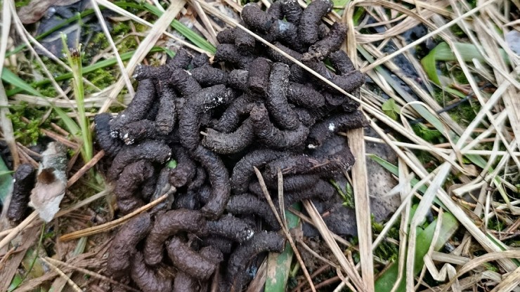 Жители Тверской области определили животное по оставленным следам жизнедеятельности - новости ТИА