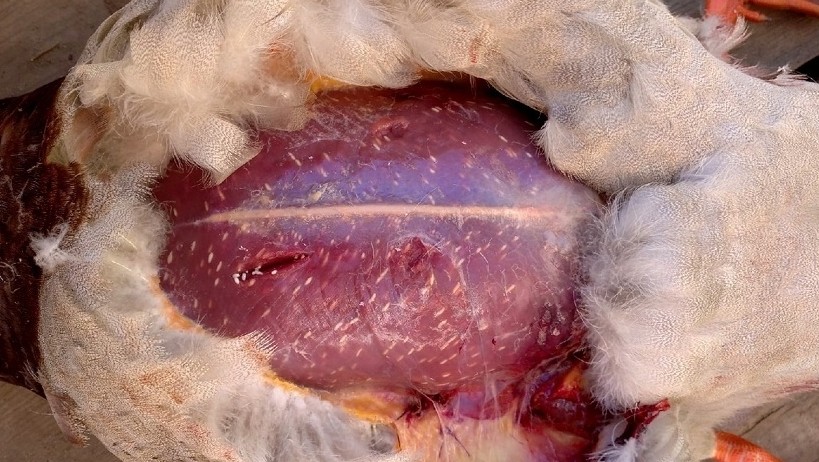 Фото: ГБУ "Ржевская СББЖ"