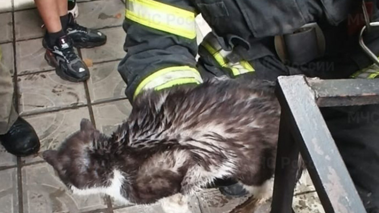 В Кимрах сотрудники МЧС спасли кота - новости ТИА