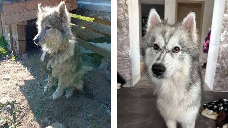 Тверские зоозащитники показали преображение собаки, спасённой от хозяев - новости ТИА