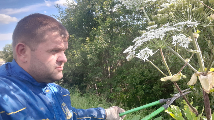 Житель Тверской области рассказал, как уничтожил борщевик в своём посёлке - новости ТИА