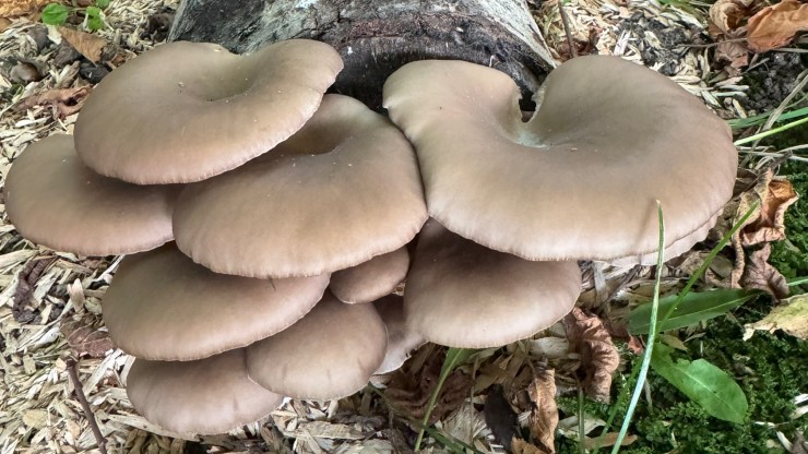 Житель Твери рассказал, как вырастил богатый урожай грибов на участке у дома - новости ТИА