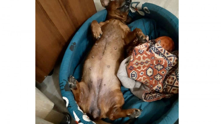 Собачье счастье: зоозащитники рассказали историю сбитой в Твери таксы - новости ТИА