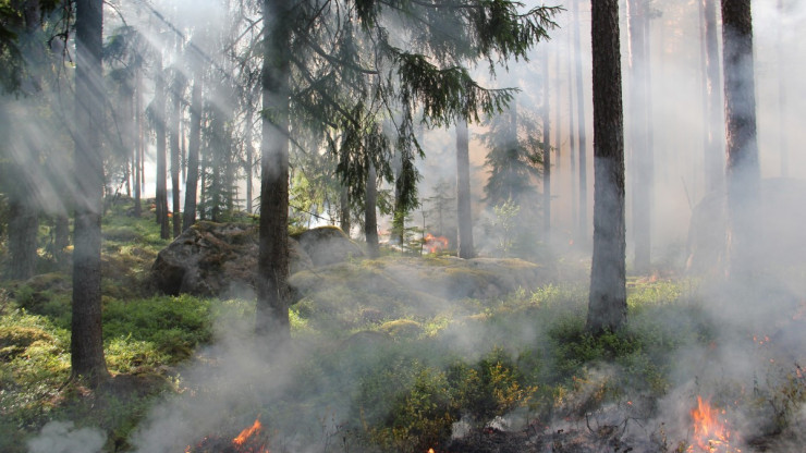В Тверской области мониторинг лесных пожаров ведут с помощью видеокамер - новости ТИА
