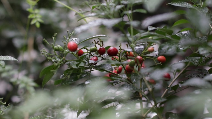 В Твери цветет и плодоносит лечебное дерево из легенд и преданий - новости ТИА
