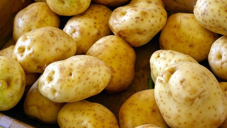 Из Тверской области в другие регионы отправили более 450 тонн картофеля - новости ТИА