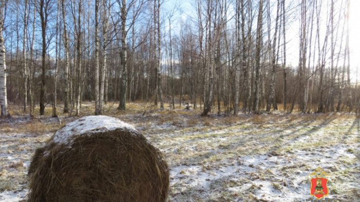 В Тверской области "чёрные" лесорубы напилили берёз на три миллиона рублей - новости ТИА