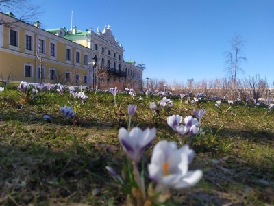 В Дворцовом саду Твери распустились первоцветы - Новости ТИА