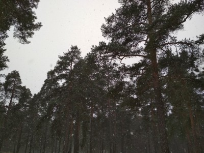 Тверь ждёт снежная неделя и потепление - Новости ТИА