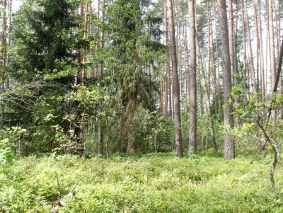 В Тверской области этим летом 7 человек ушли в лес и погибли - новости ТИА