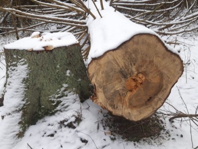 В Тверской области "чёрные лесорубы" вырубили лес на 4 млн рублей - новости ТИА