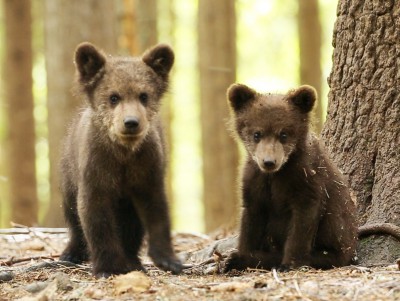 Биологи Пажетновы рассказали, как медвежата спасаются от опасности - Новости ТИА