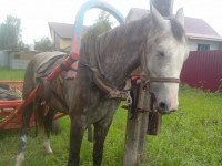 В Тверской области цыгане пытались обменять лошадь, возможно, краденую - Новости ТИА