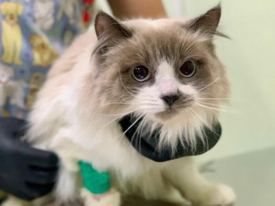 Кошка, которую прохожие обнаружили в Твери в сумке, нашла дом - новости ТИА