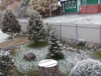 Розы в снегу: северные районы Тверской области засыпало снегом  - новости ТИА