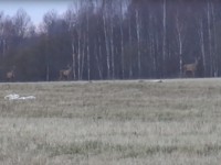 Зоологи сняли на видео трех оленей в Тверской области - новости ТИА