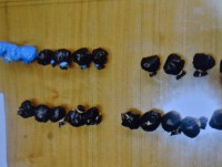 В Твери задержали женщину с 21 свёртком героина - Новости ТИА
