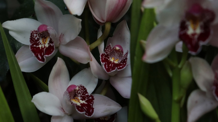 В тверском Ботаническом саду цветет Цимбидиум крупноцветковый "Гильгамеш" - новости ТИА