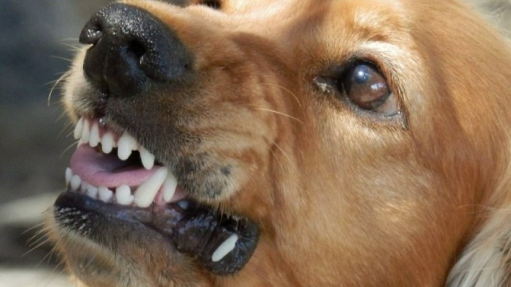 Девочке-подростку из Ржева выплатят компенсацию после нападения собаки - новости ТИА