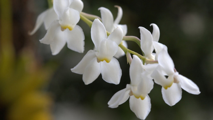В Ботаническом саду Твери расцвели орхидеи, которые "держат язык за зубами" - новости ТИА