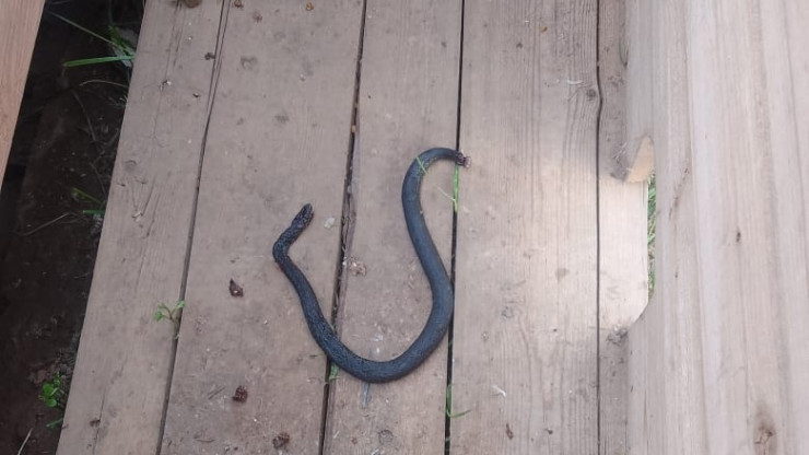 В Тверской области кошка-охотница убила ядовитую змею - новости ТИА