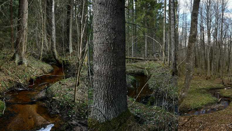 Фото: Мария Сидоренко / Центрально-Лесной государственный заповедник