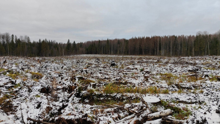 Тверичанина подозревают в незаконной рубке леса на 21 млн рублей - новости ТИА