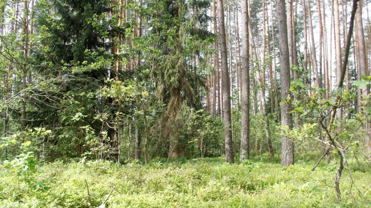 В Тверской области две бабушки зашли в лес на минутку, а плутали несколько часов - новости ТИА