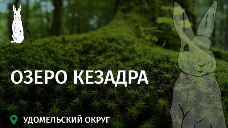 Заповедное Верхневолжье: Озеро Кезадра – где глубины хранят древние полушники - новости ТИА