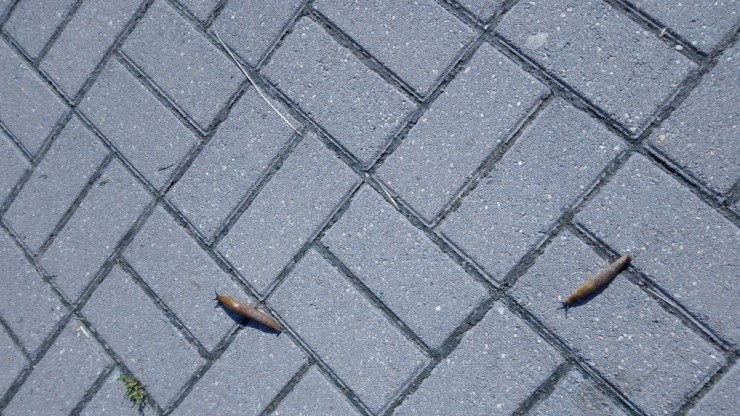 Гигантские слизни гуляют по городам Тверской области - новости ТИА