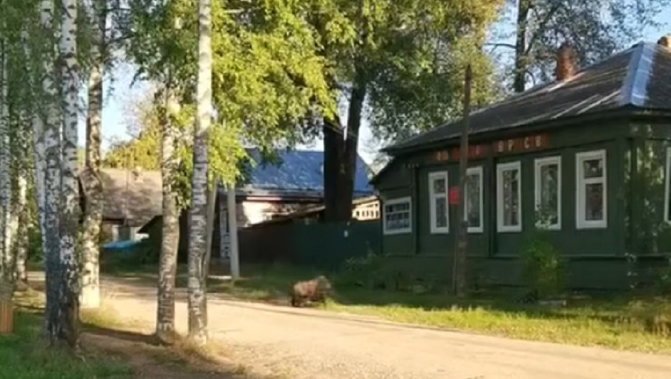 скрин с видео из группы ВК "Подслушано в Весьегонске"