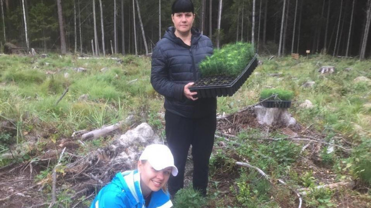 В Тверской области высадили более 6000 сеянцев сосны - новости ТИА