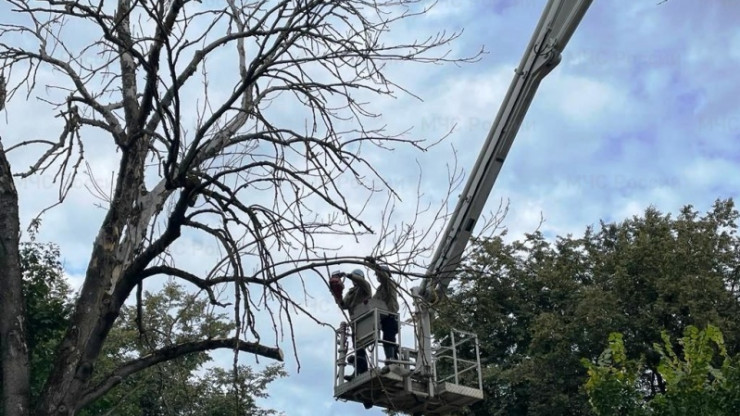 В Твери сотрудники МЧС спилили опасное дерево по просьбе жительницы - новости ТИА