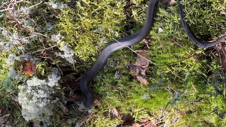 В Тверской области жительница собирала белые и наткнулась на гадюку - новости ТИА