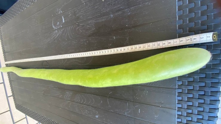 В Твери на огороде горожанка вырастила огурцы более метра длиной - новости ТИА