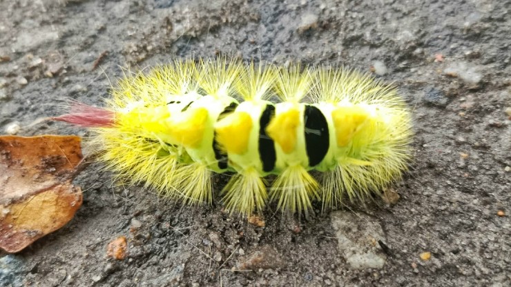 Тверичанка нашла на тротуаре необычный мохнатый предмет, и он пополз - новости ТИА