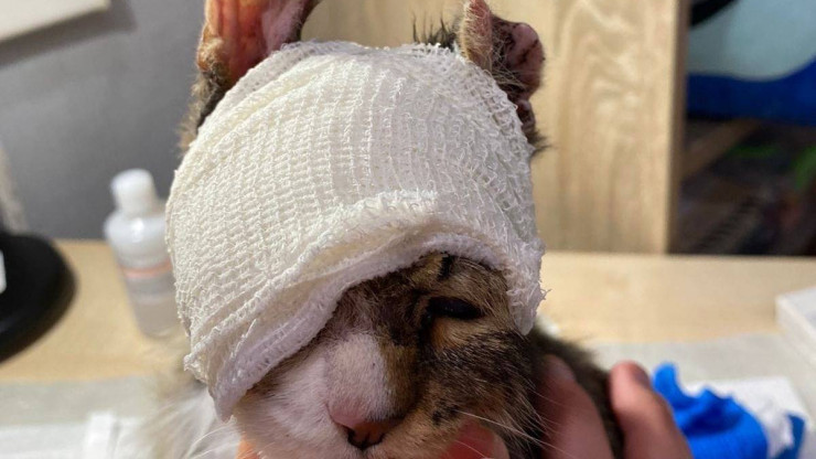 Попавший под капот и получивший страшные травмы котёнок Флинт выздоравливает - новости ТИА