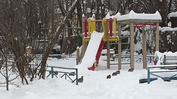 В Твери на парковке у дома и детской площадке бегало "стадо" неожиданных гостей - новости ТИА