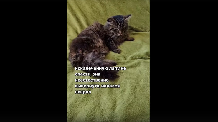 "От неё воняет": тверские зооволонтёры спасают раненую кошку с АЗС - новости ТИА
