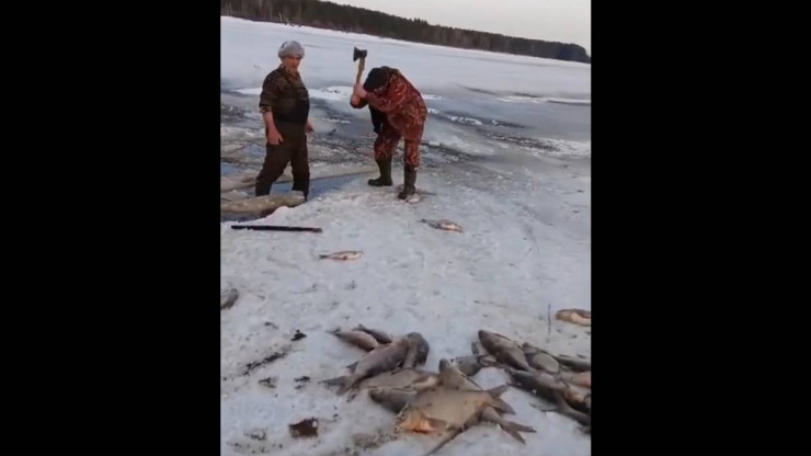 В Тверской области в водохранилище произошёл массовый замор рыбы - новости ТИА