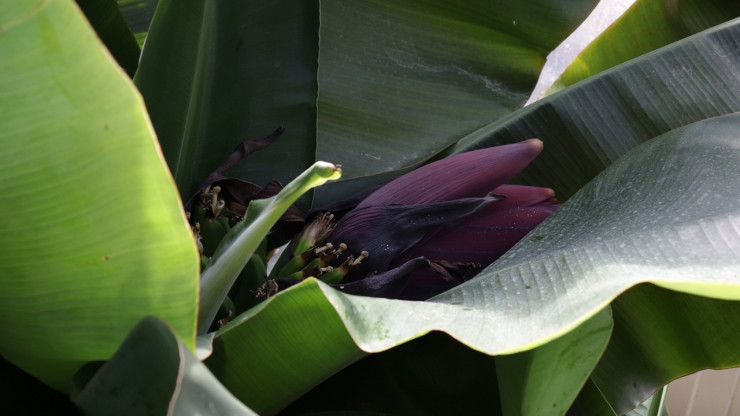 Оранжерею Тверского ботанического сада объявили "банановой республикой" - новости ТИА
