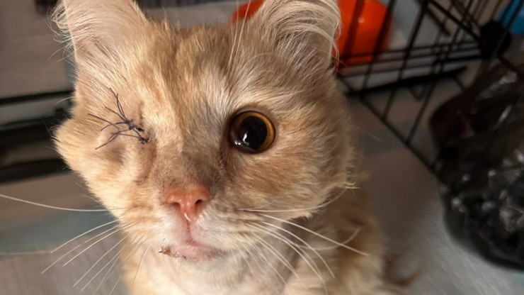 Тверские зооволонтёры показали, как лечат кота Персика Костенева с тяжёлыми травмами - новости ТИА