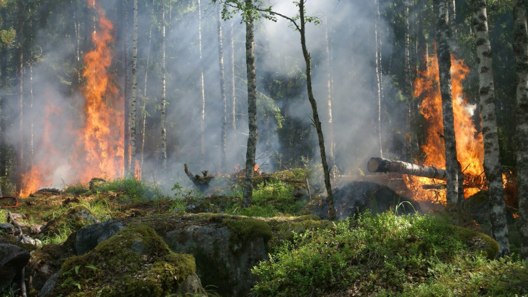 В Тверской области за полдня выгорело восемь гектаров леса - новости ТИА