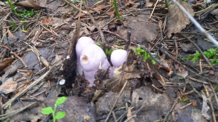 Не шампиньоны и не волнушки: в Тверской области нашли загадочные грибы - новости ТИА