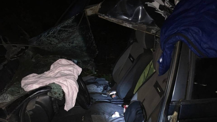 В Тверской области в аварии с лосем пострадал водитель - новости ТИА