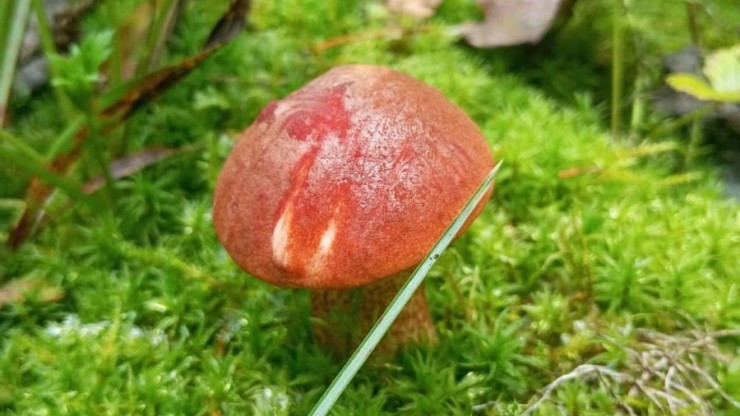 В Госдуме напомнили о штрафе за сбор грибов в заповедниках - новости ТИА