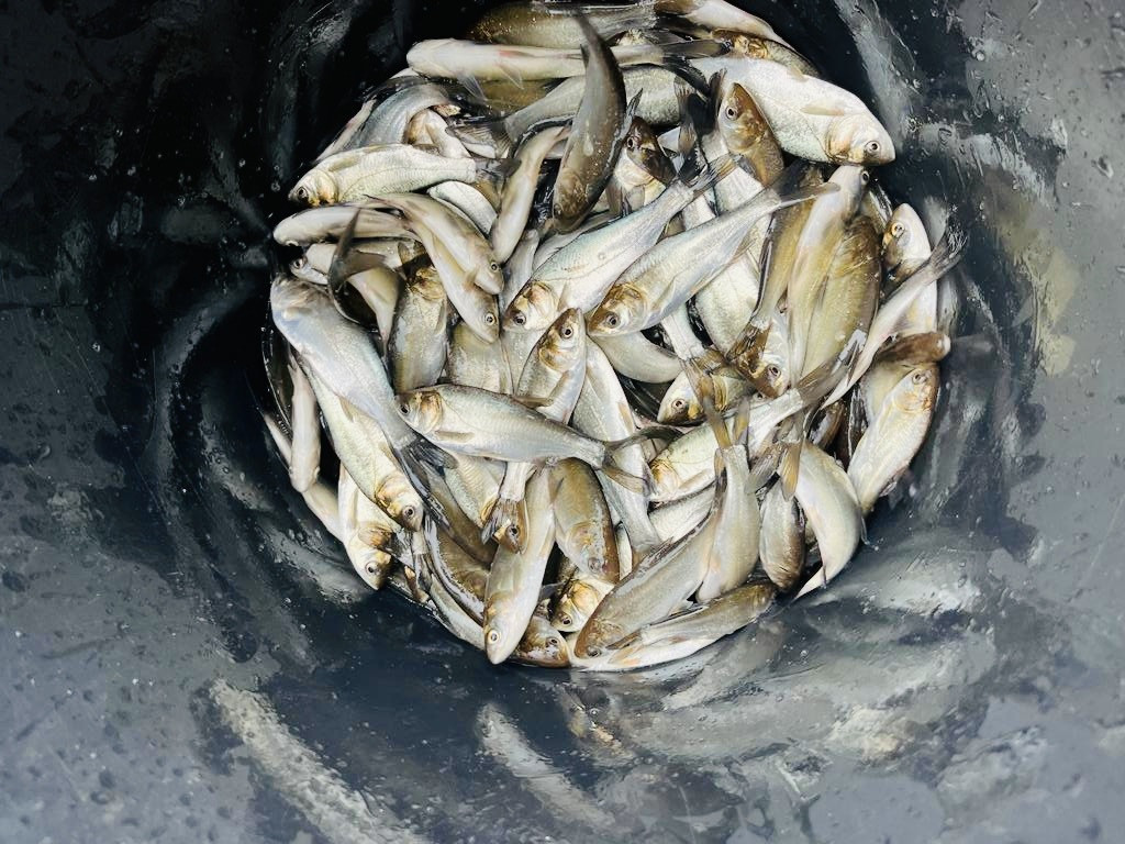 В Иваньковское водохранилище выпустили 300 тысяч штук молоди ...