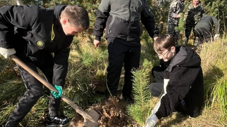 В Верхневолжье высадили свыше 500 тысяч саженцев деревьев - новости ТИА