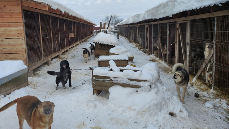 Полтысячи собак и тонна каши: как живёт бежецкий приют "Новая жизнь" - новости ТИА